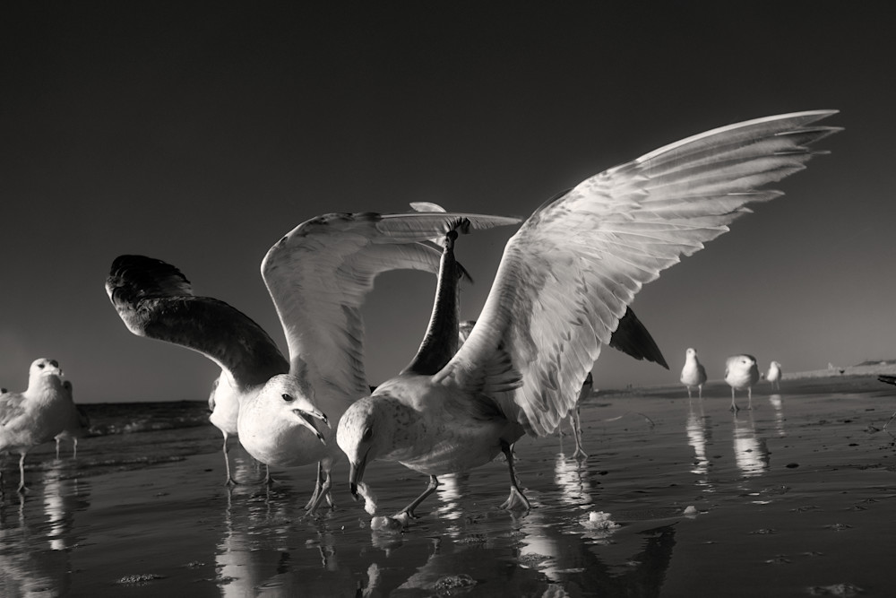 6502  Birds Gallery Photography Art | racheljeraffi