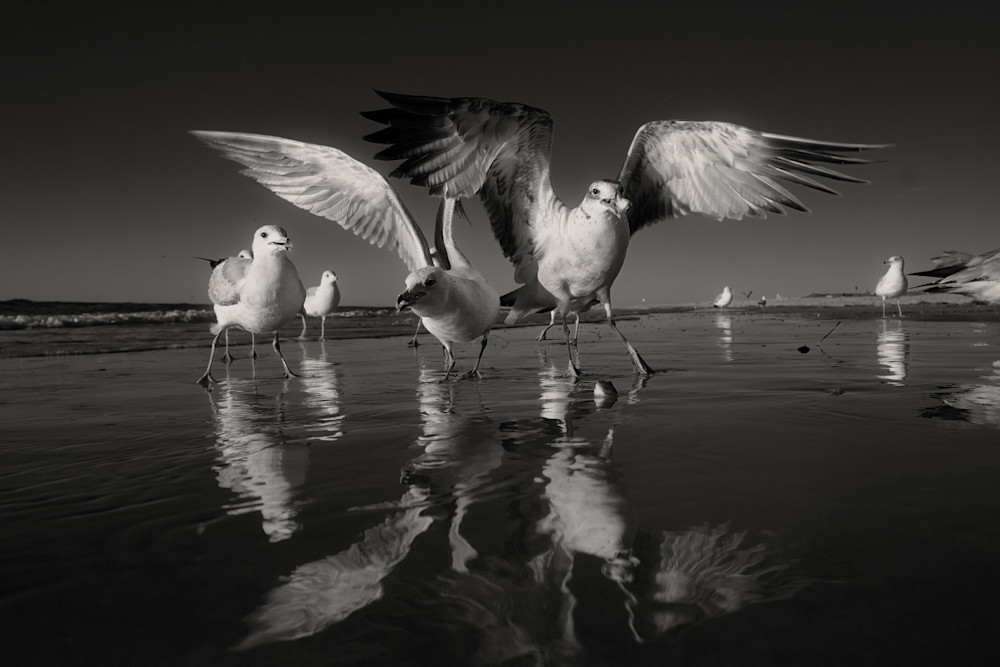 6479  Birds Gallery Photography Art | racheljeraffi