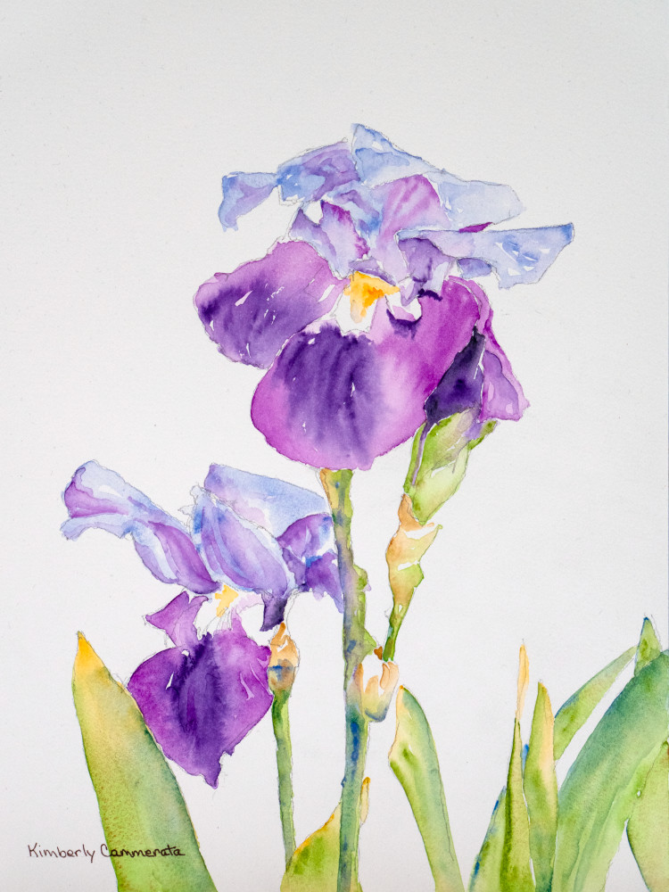 Iris, Firenze Quattro Art | Kimberly Cammerata - Watercolors of the Sun: Paintings of Italy