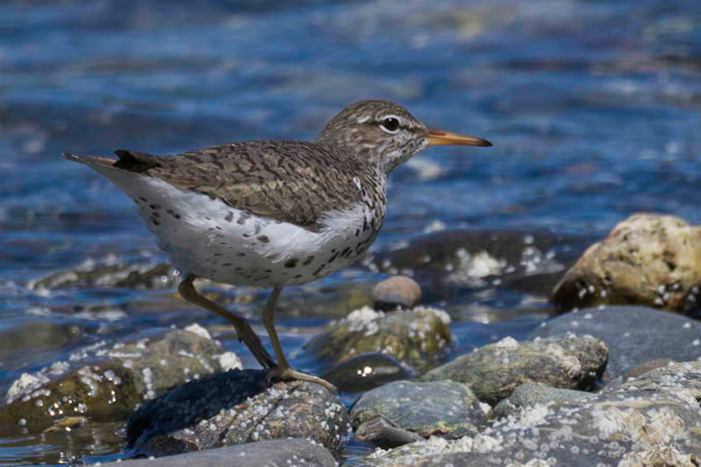 Spotted Sandpiper Photography Art | Monteux Gallery