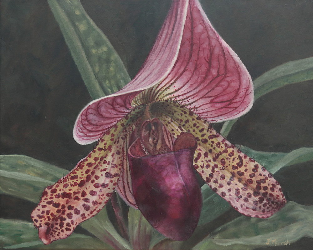 Lady Slipper Orchid Art | mizrahiarts