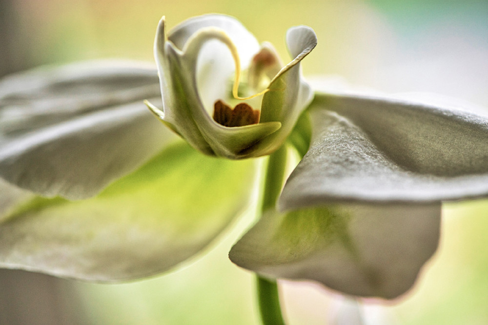 Orchid Plane Photography Art | Spartana Photography