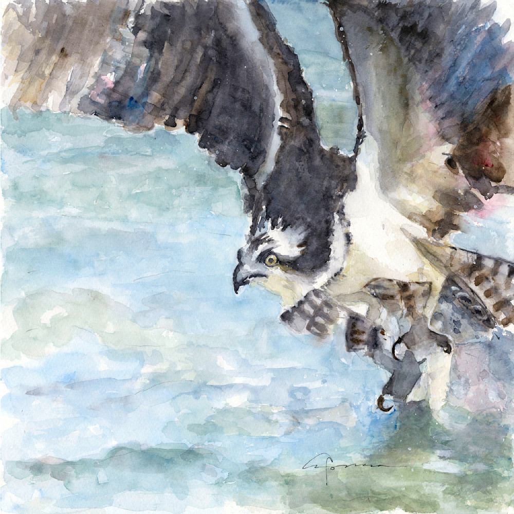 Osprey Catch Watercolor Print | Claudia Hafner Watercolor
