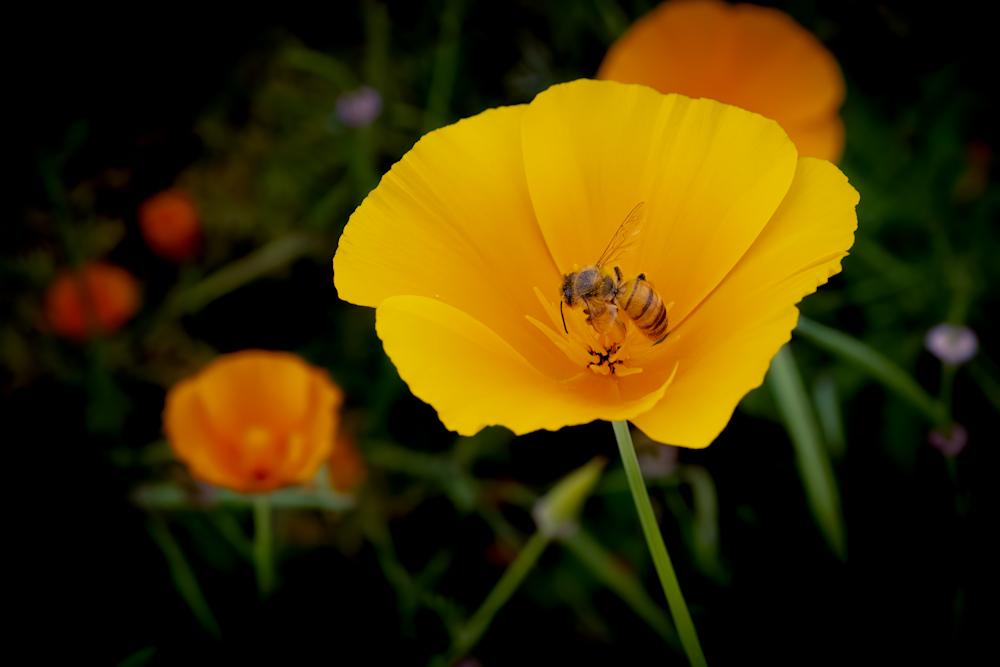 Bee And Poppy Photography Art | Kelly Nine Photography
