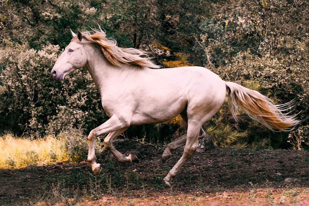 Horses | The Golden Path