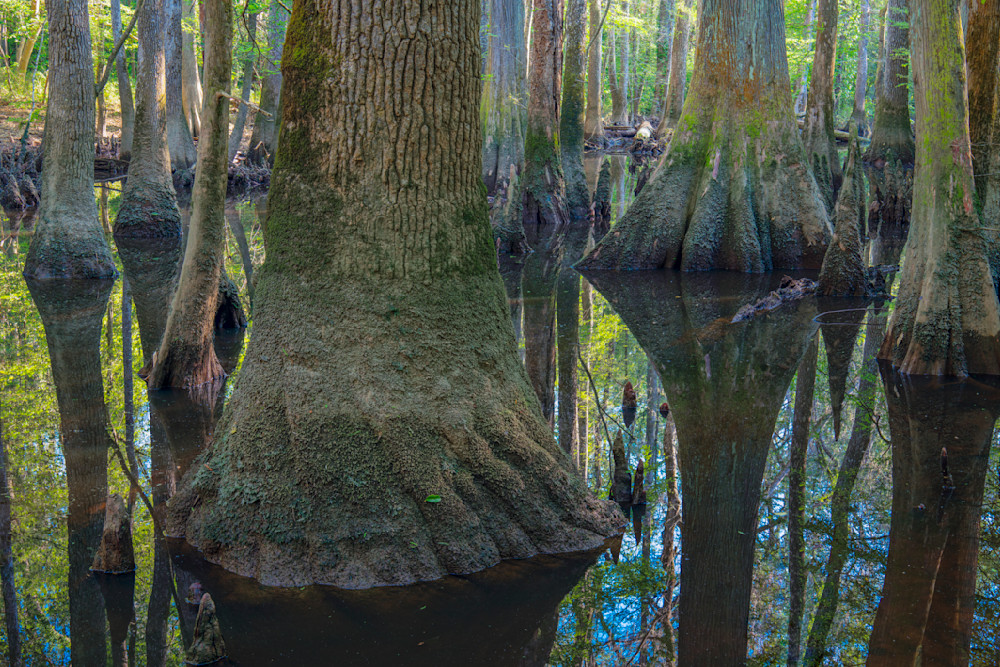 Reflections of Congaree National Park — South Carolina fine-art photography prints