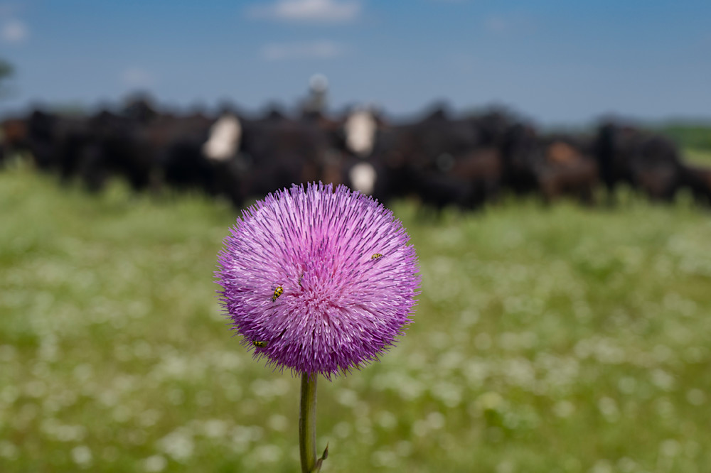 Weed Of Beauty 3 Photography Art | JoeDuty.com