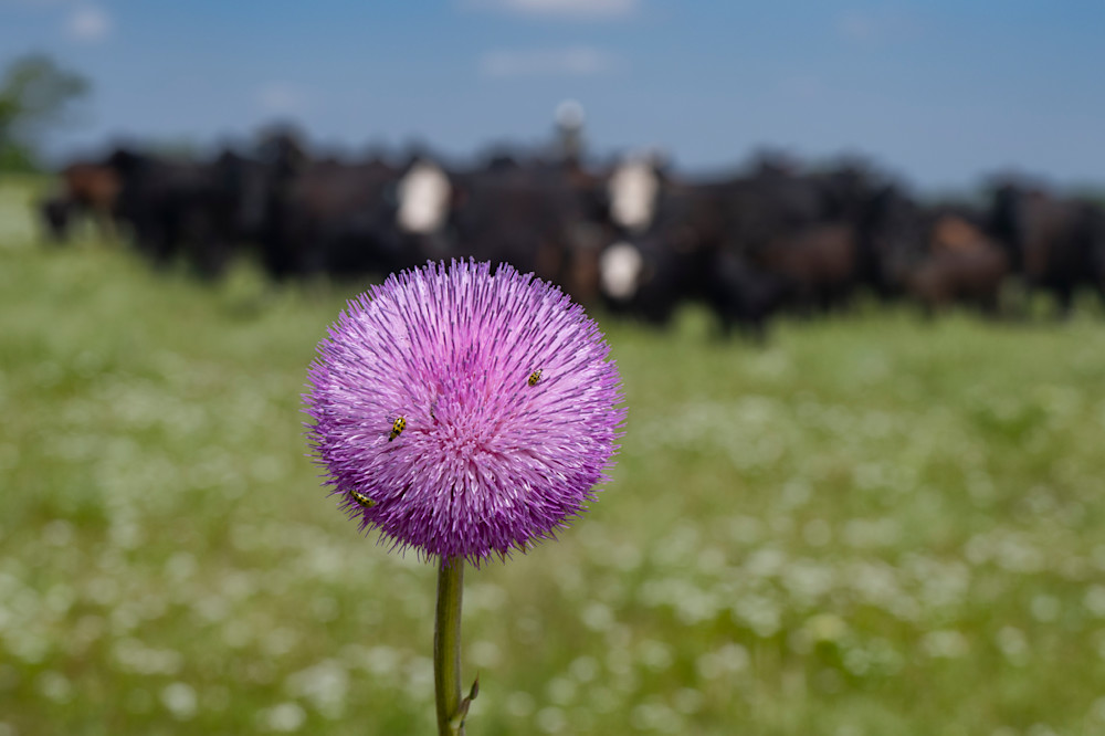 Weed Of Beauty Photography Art | JoeDuty.com
