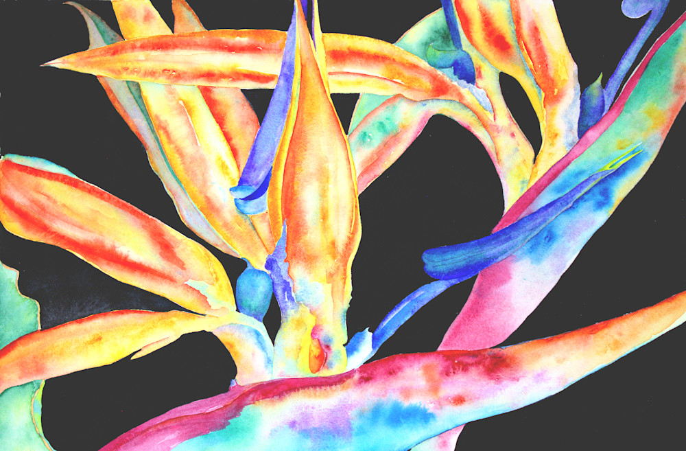 Bird Of Paradise Art | Susan Hanson Art