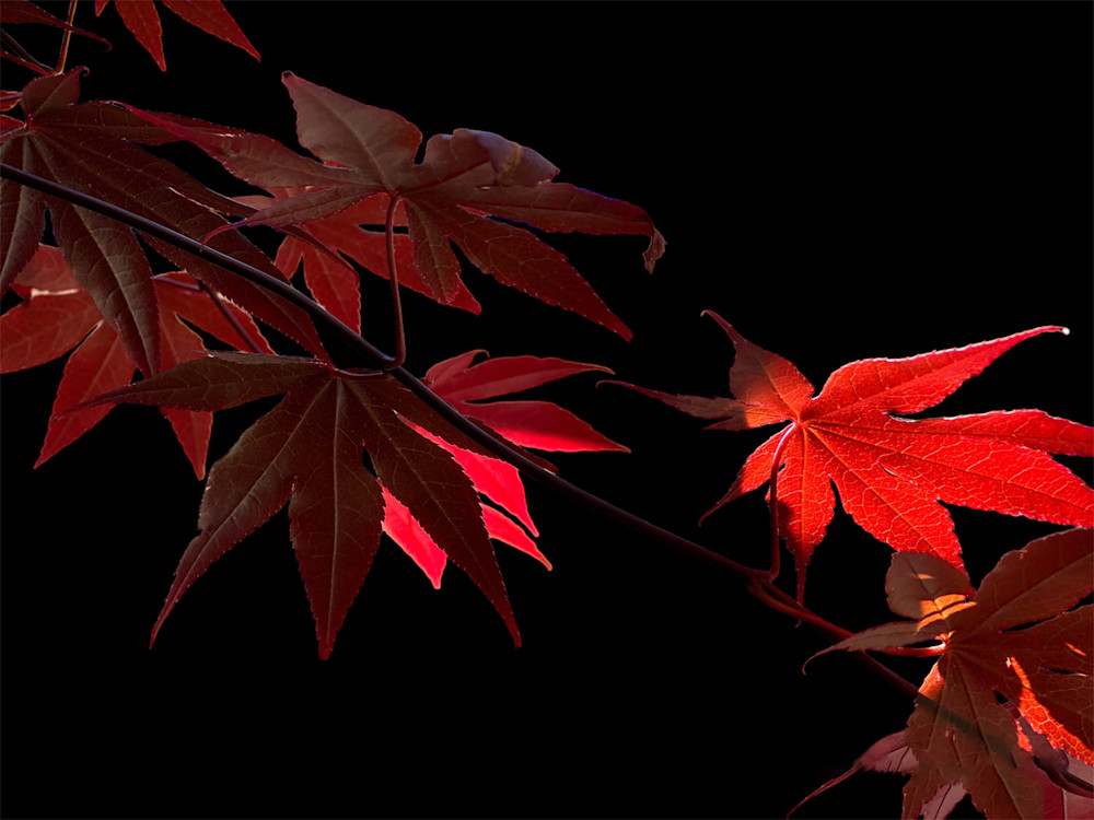 Serene Japanese Maple (Suminagashi) 