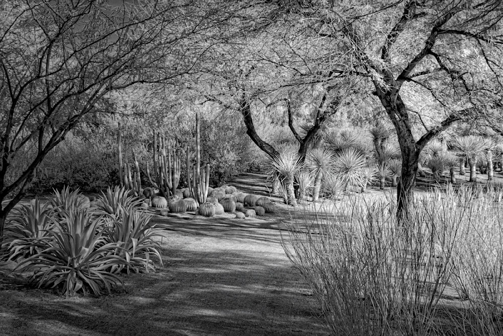 Peaceful black and white xeriscape inviting you to journey down the yucca path
