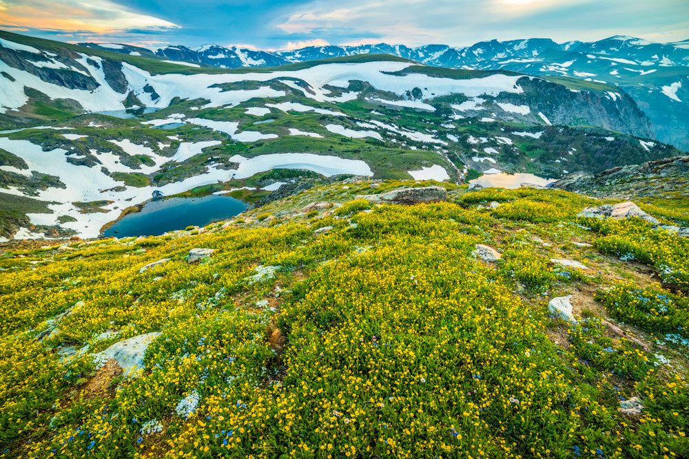 Wildflowers blooning in the Beartooth Mountains of Montana