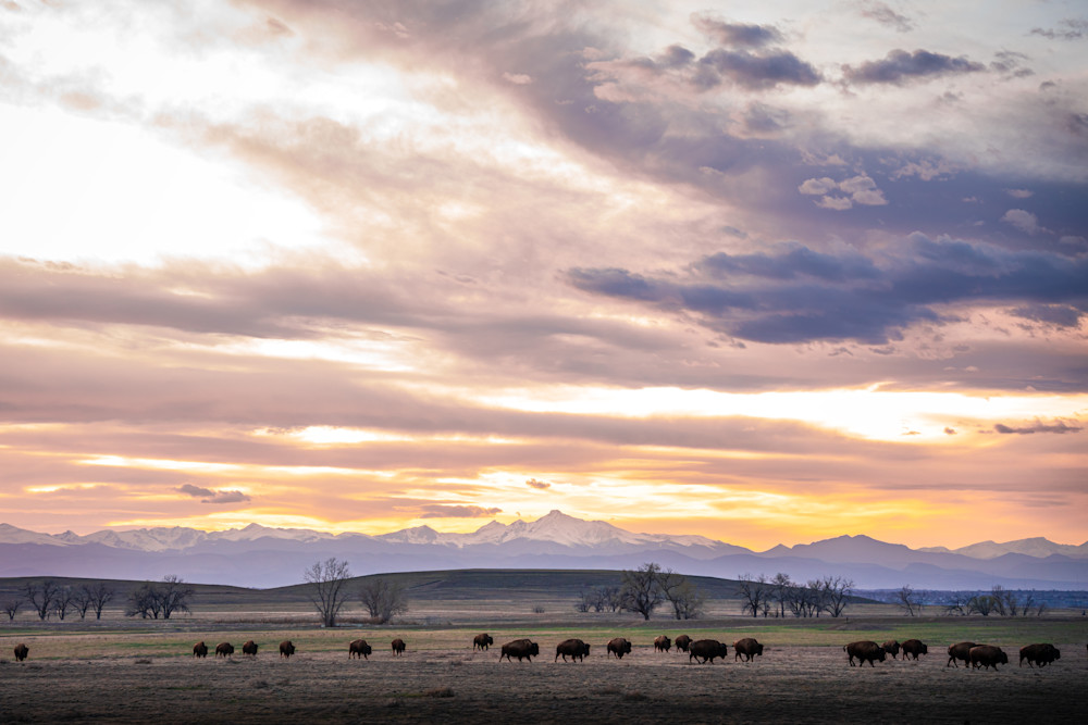 Bison Herd. Colorado Photography Art | Kelley Dallas Photography