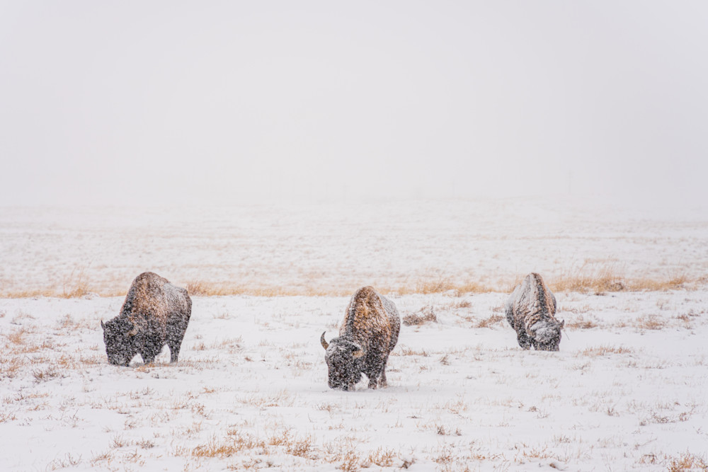 Bison In A Snowstorm. Colorado Photography Art | Kelley Dallas Photography
