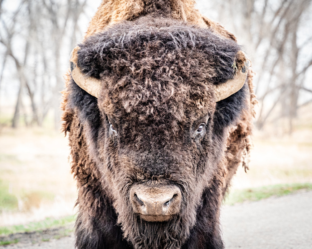 Portrait Of A Bison. Colorado Photography Art | Kelley Dallas Photography