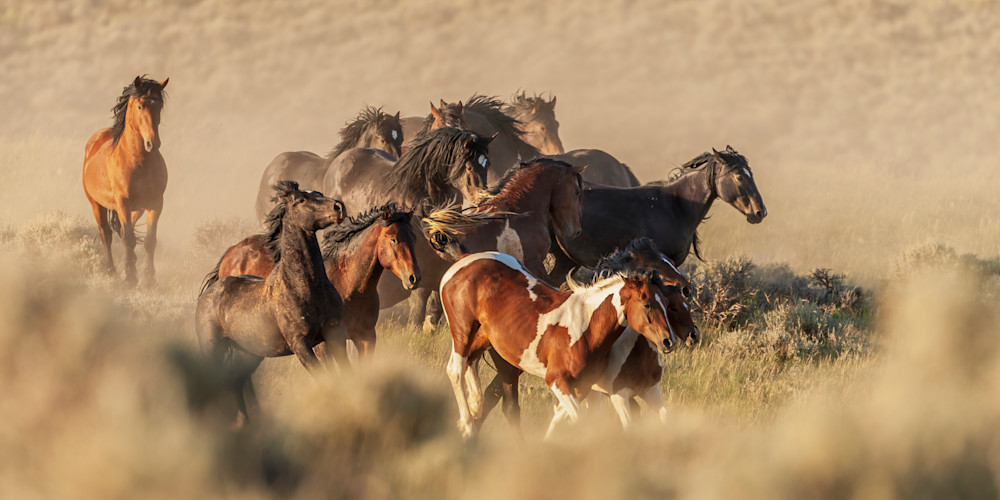 "Majestic Determination: Wild Mustang Stallion Driving The Herd" Photography Art | D. Robert Franz Photography