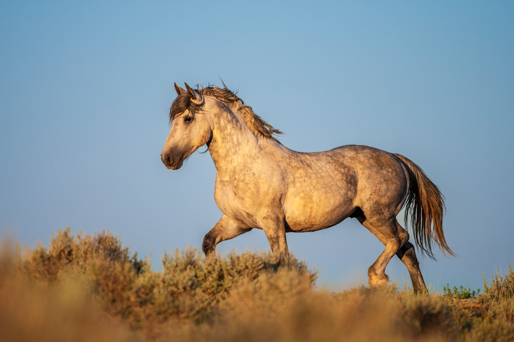 "Luminous Spirit: Radiant Wild Horse On The Wyoming Horizon" Photography Art | D. Robert Franz Photography