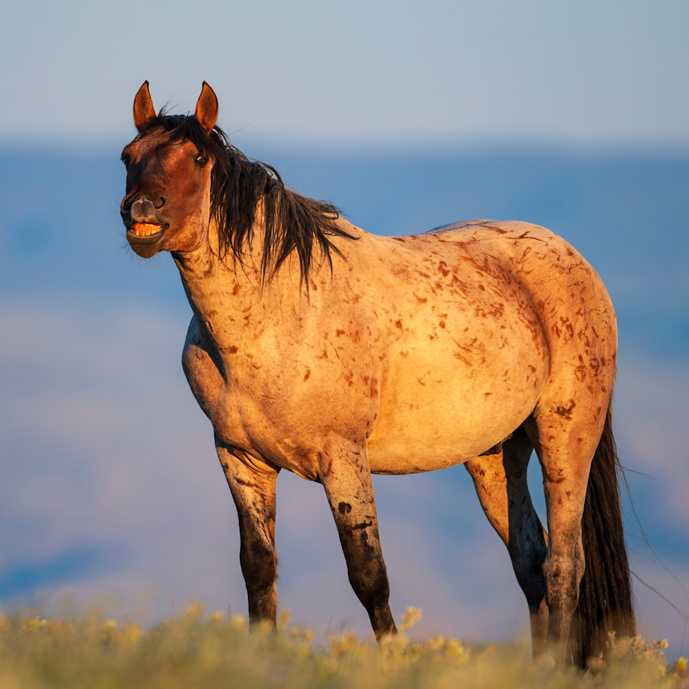 "Serenade Of Light: Mustang Stallion Bathed In Afternoon Glow" Photography Art | D. Robert Franz Photography
