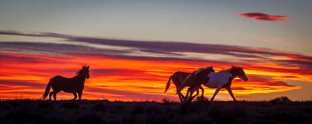 "Radiant Majesty: Wild Mustangs Wyoming Sunset Sojourn" Photography Art | D. Robert Franz Photography