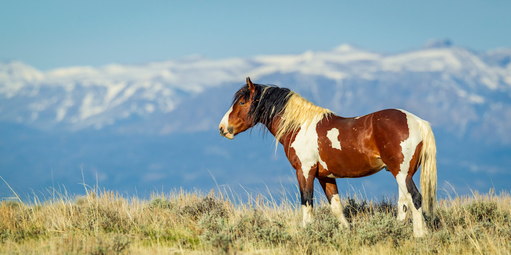  "Regal Beauty: Wild Mustang Paint Against The Absaroka Mountains" Photography Art | D. Robert Franz Photography