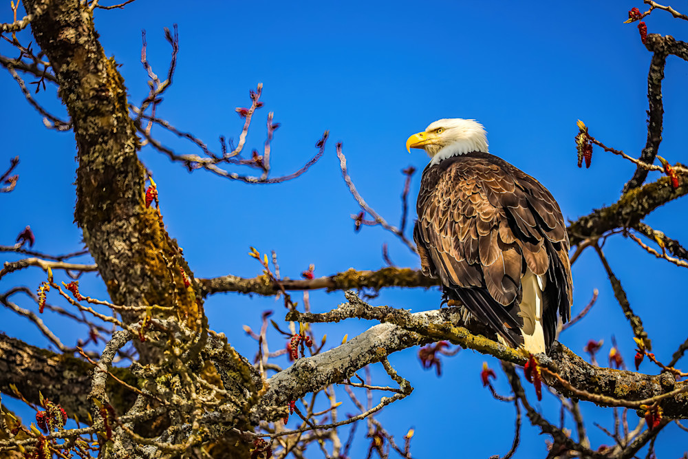 Alaska 10 Photography Art | Weisbrook Photography