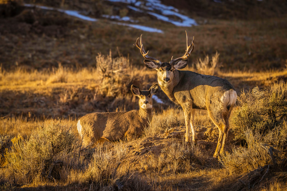 Wyoming Mule Deer Encounter Photography Art | D. Robert Franz Photography