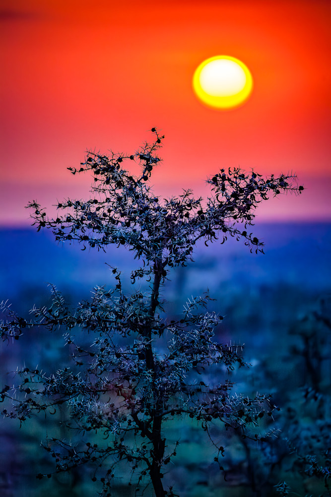 Sunset Over Acacia Tree Photography Art | Teri K. Miller Photography