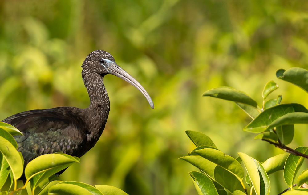 Glossy Ibis in the Greenery