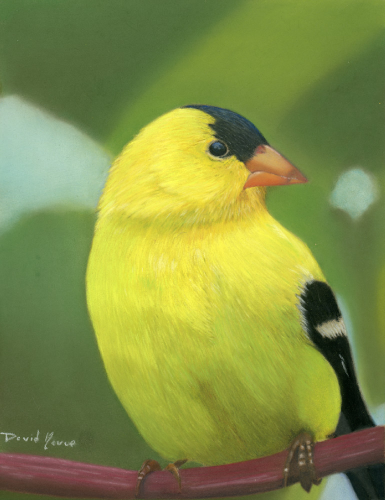 Sunny American Goldfinch  Art | davenevue