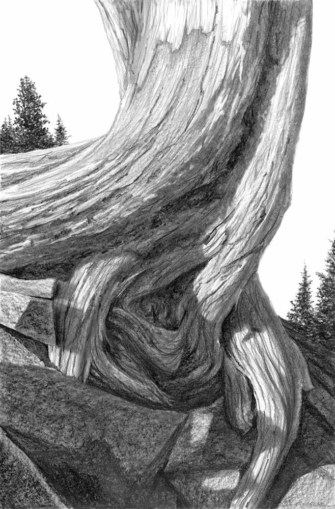 Black and white fine art print beautiful tree depiction of artwork titled Lost Hercules