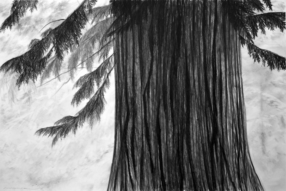Black and white fine art print beautiful tree depiction of artwork titled Pater Cedrus
