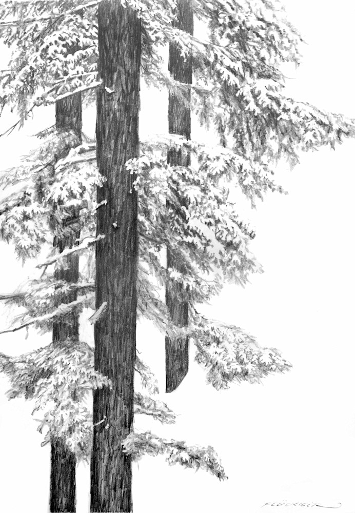 Black and white fine art print beautiful trees depiction of artwork titled Reverie