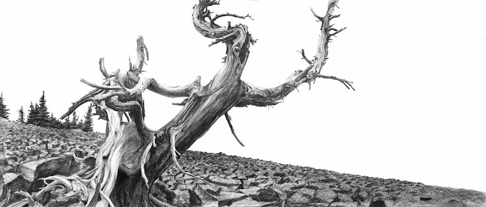 Black and white fine art print beautiful trees depiction of artwork titled Prometheus