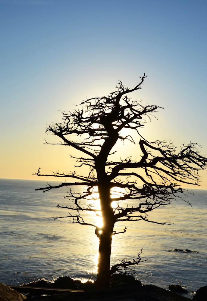 Monterey Penninsula Art | Ruth Westreich 