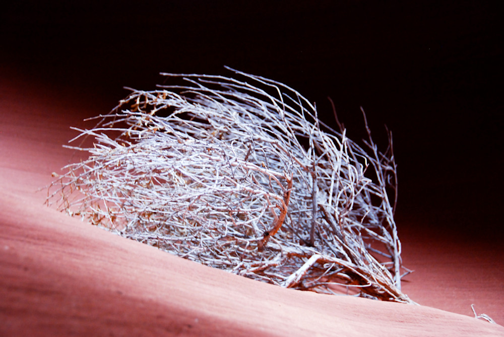 Tumbleweed In Secret Slot Canyon Arizona Art | Ruth Westreich 
