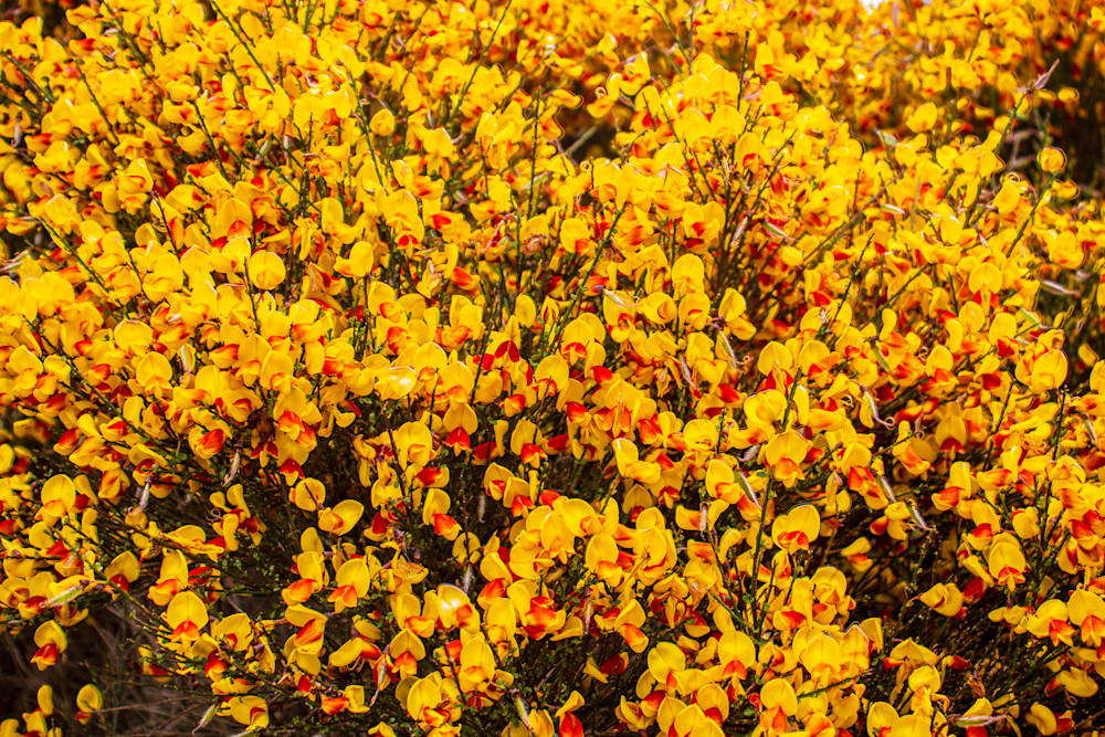 Yellow Scotchbroom Photography Art | Guided By Light Photography