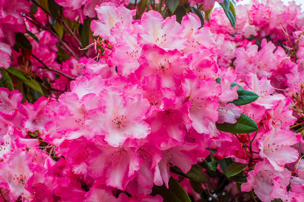 Pink Rhodies Photography Art | Guided By Light Photography