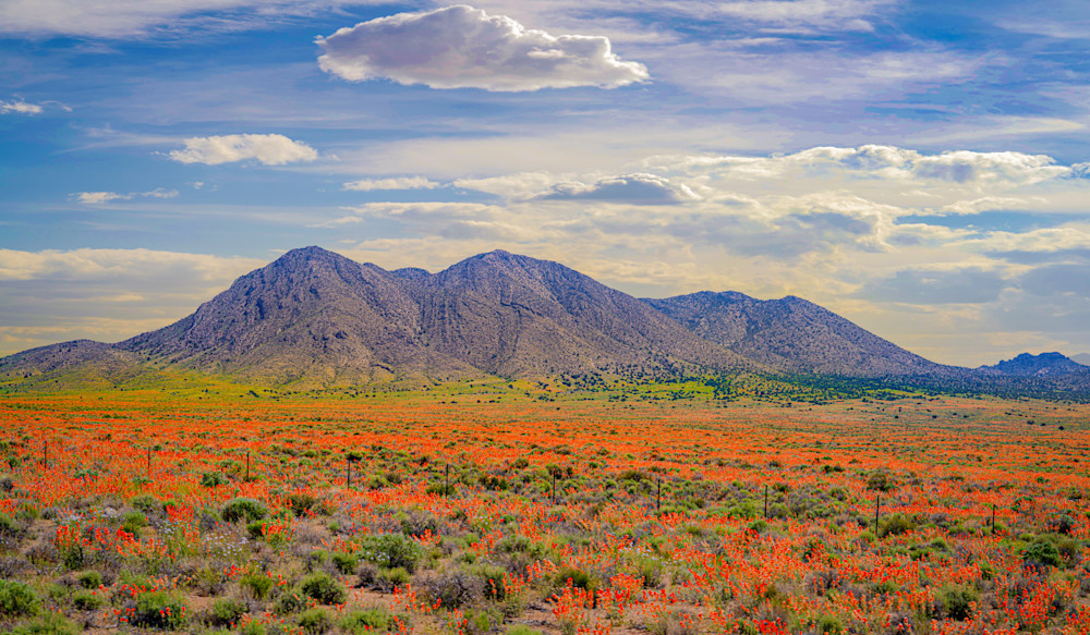 Desert Bloom Nevada