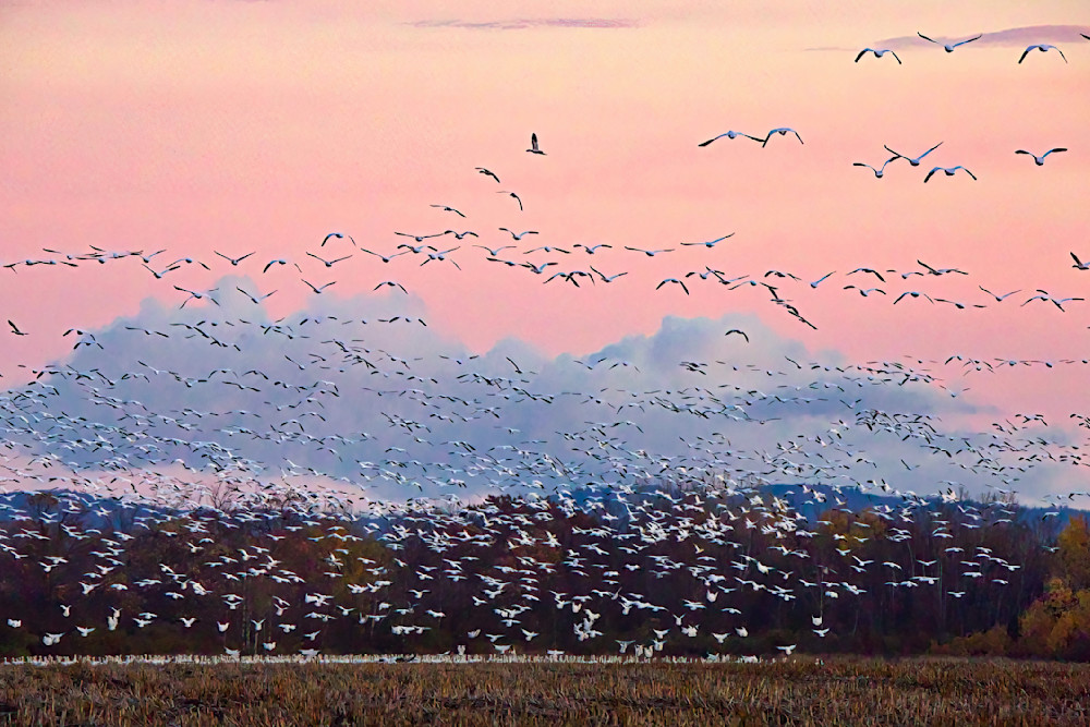 Snow Geese At Dawn Photography Art | Anne Majusiak Photography