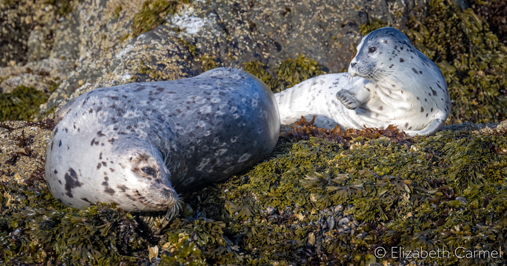 Pacific Harbor Seal & Pup Art | The Carmel Gallery