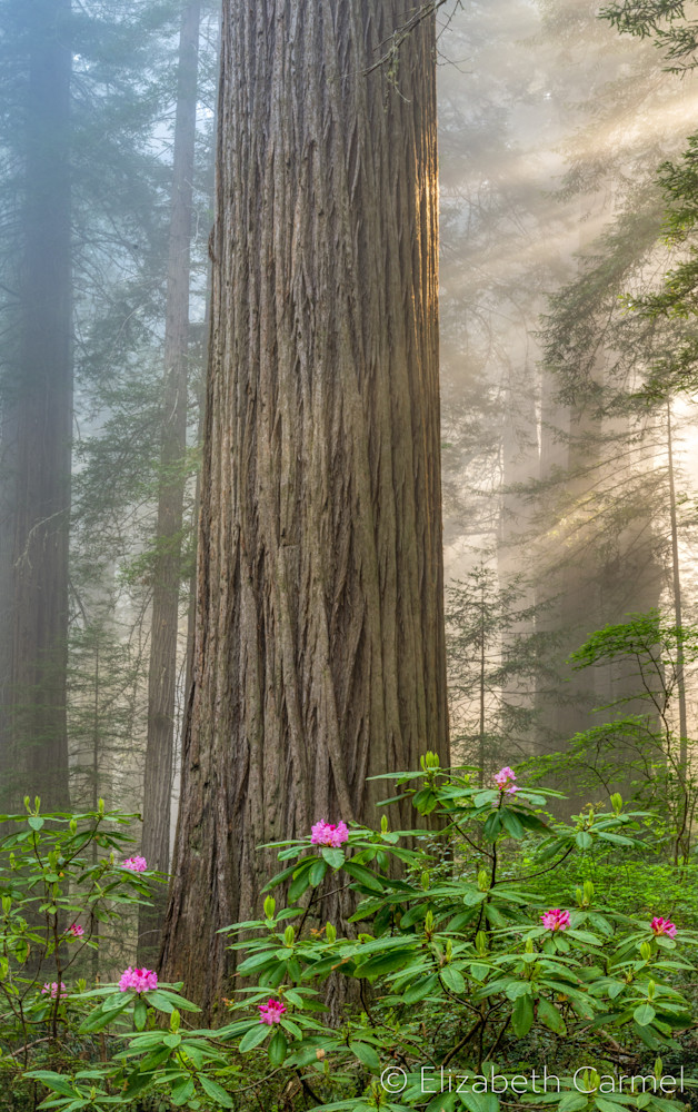 Majestic Forest Art | The Carmel Gallery