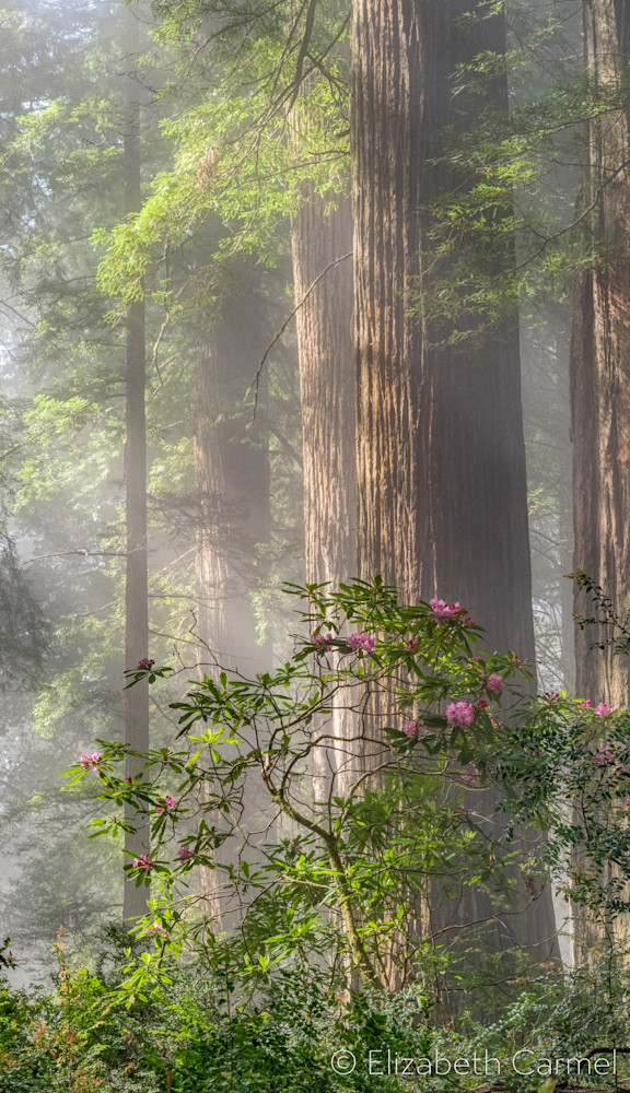 Morning Sun, Redwood Forest Art | The Carmel Gallery