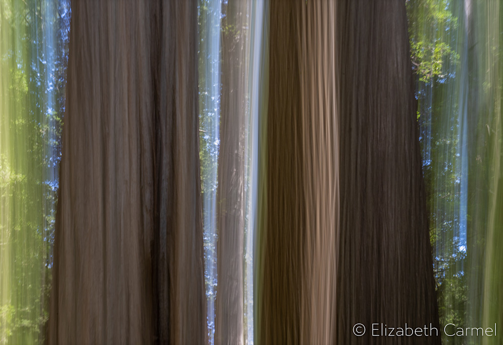 Redwoods In Spring Art | The Carmel Gallery