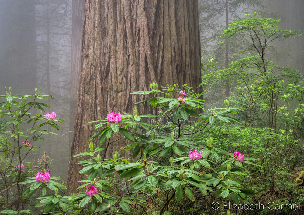 Wild Rhododendrons  Art | The Carmel Gallery