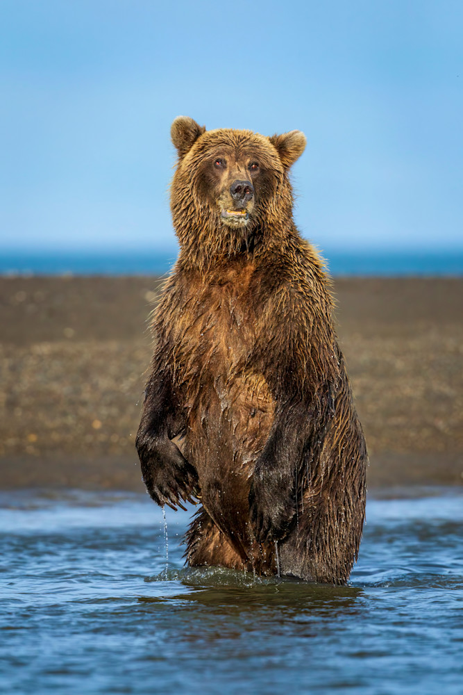 "Salmon Seeker" Photography Art | D. Robert Franz Photography