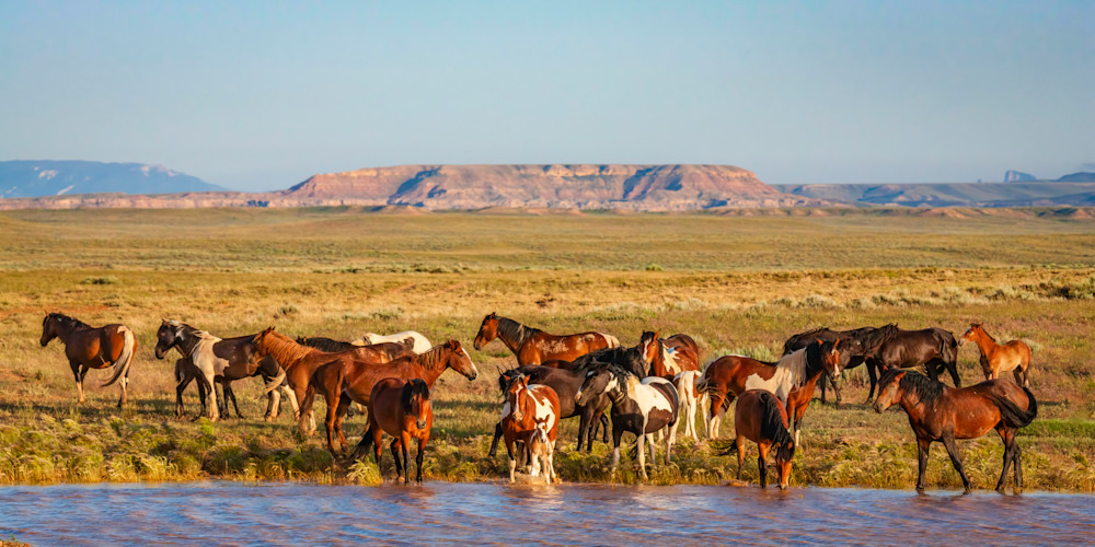 "Spirit Of The West: Mustangs Quenching Thirst" Photography Art | D. Robert Franz Photography