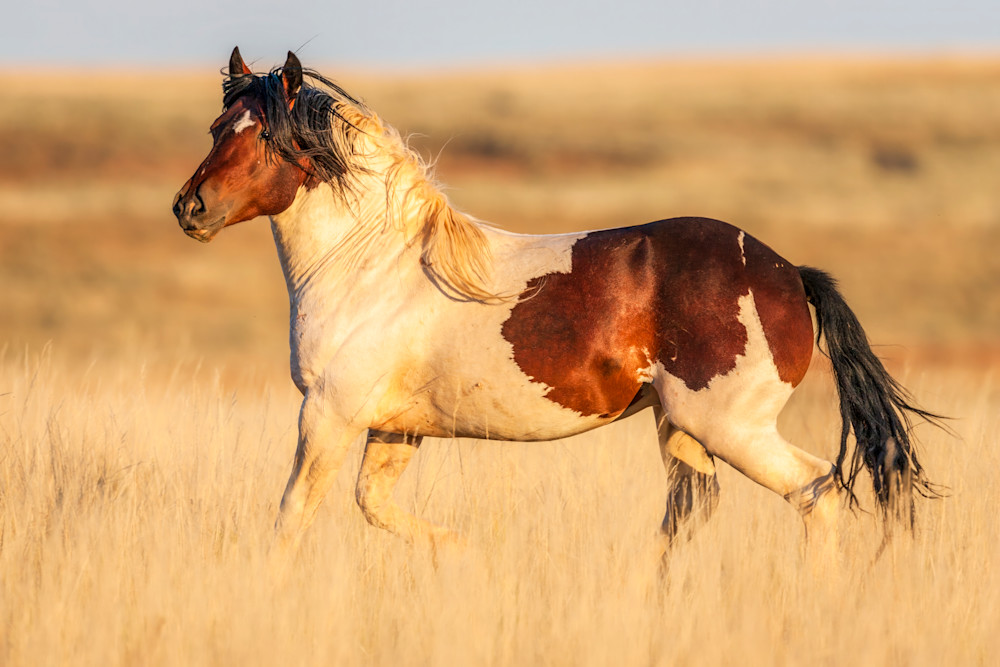 "Boundless Beauty: A Wyoming Mustang's Proud Stride" Photography Art | D. Robert Franz Photography