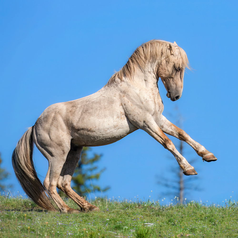 Mountain Majesty: Cloud, The Legendary Mustang" Photography Art | D. Robert Franz Photography