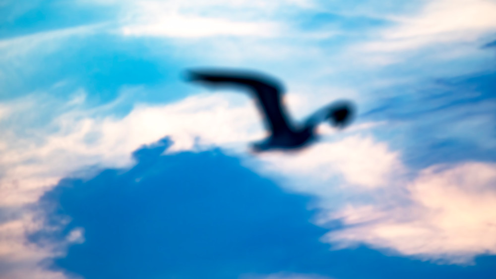 Gull Blue | 16:9 Photography Art | Brian White Photography & Art