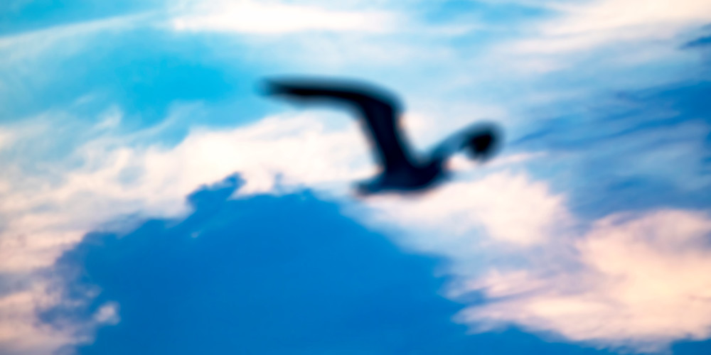 Gull Blue | 2:1 Photography Art | Brian White Photography & Art